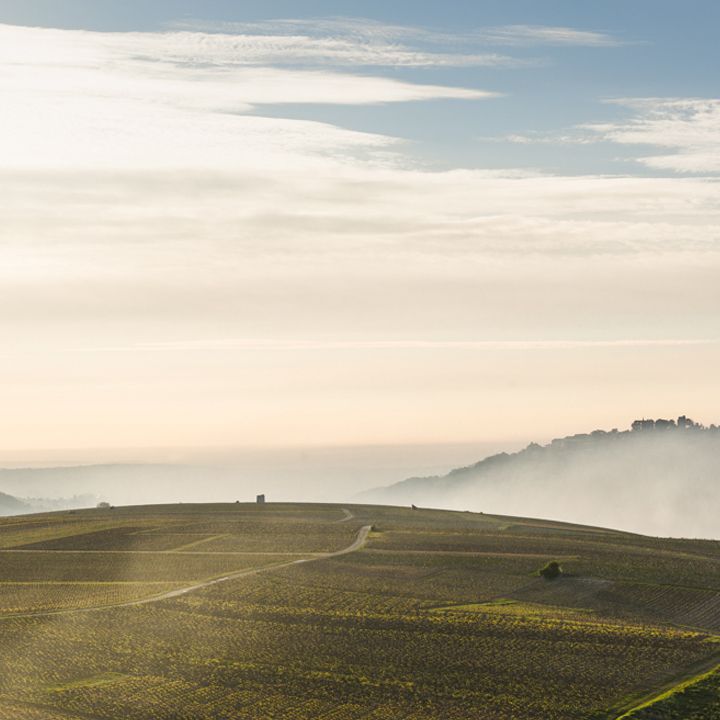 Domaine Fournier 