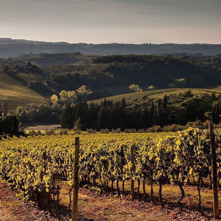 Poggio al Cinghiale