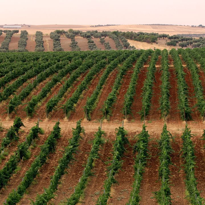 Tres Cigüeñas